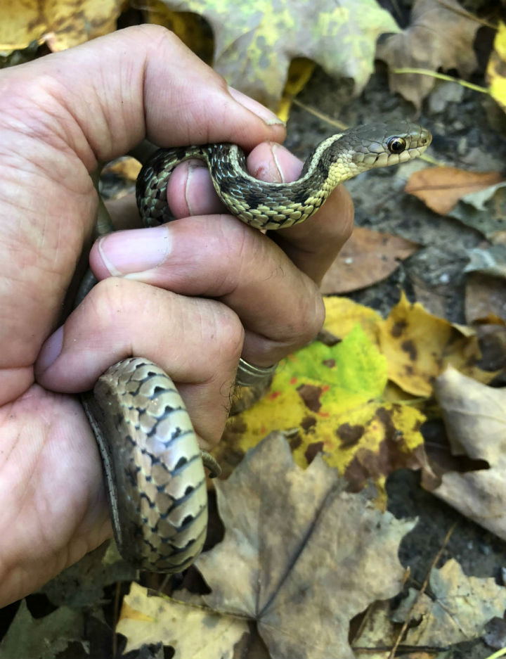 Eastern Garter Snake